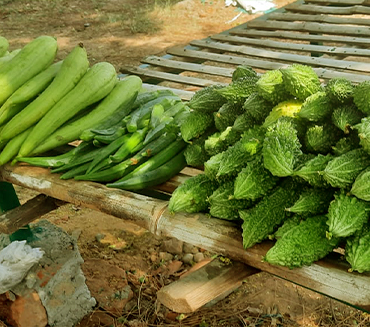 Benefits of Haridwar's Organic Farming Practices